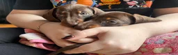 Miniature Dachshund dogs for sale:  🍫 2 Boys Left !! Chocolate & Tan Dachshunds  - Advert 5