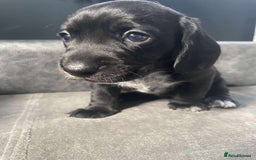 Mixed Breed dogs for sale: Docker puppy’s  - Image 9