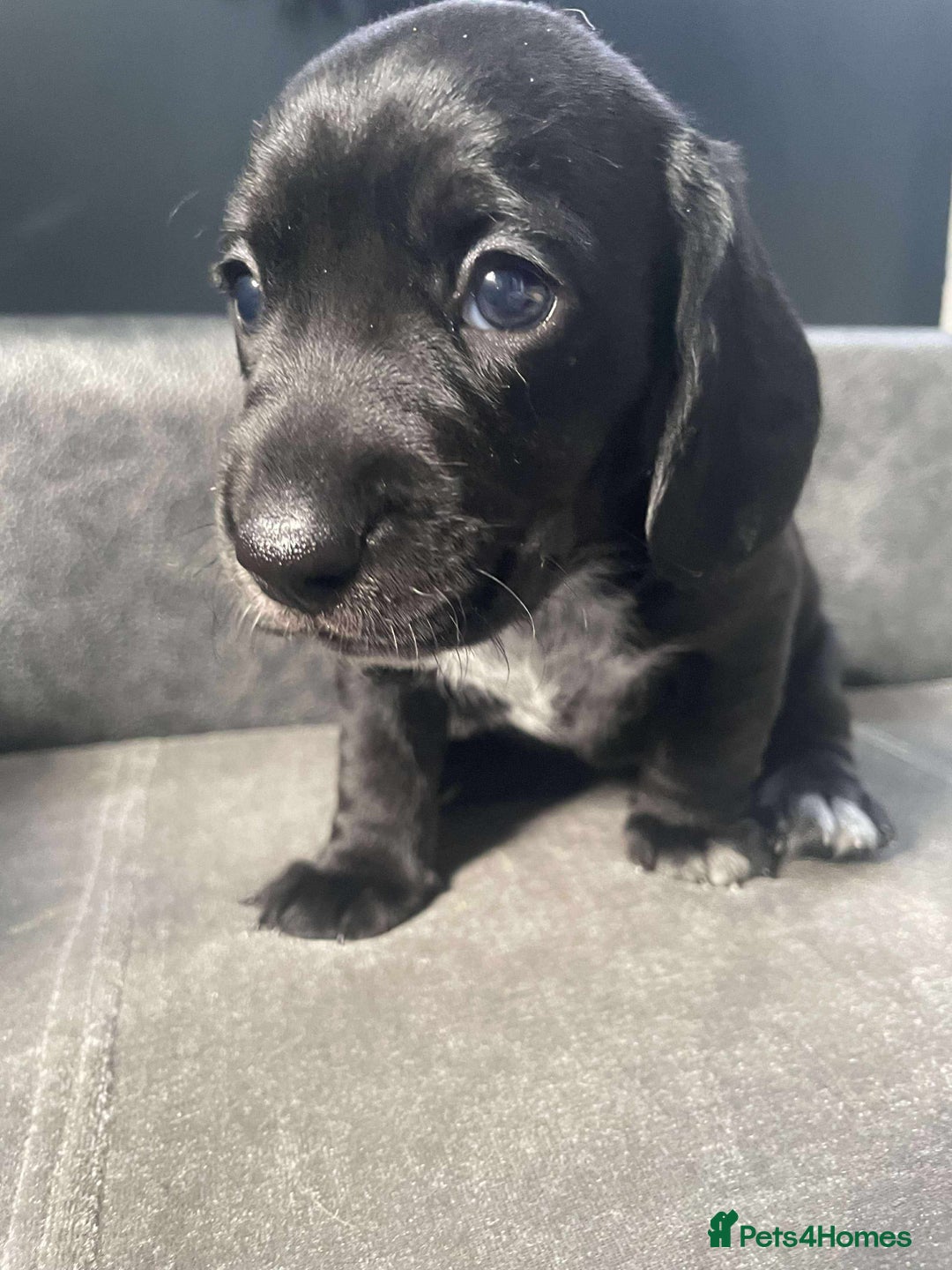 Mixed Breed dogs for sale: Docker puppy’s  - Image 9