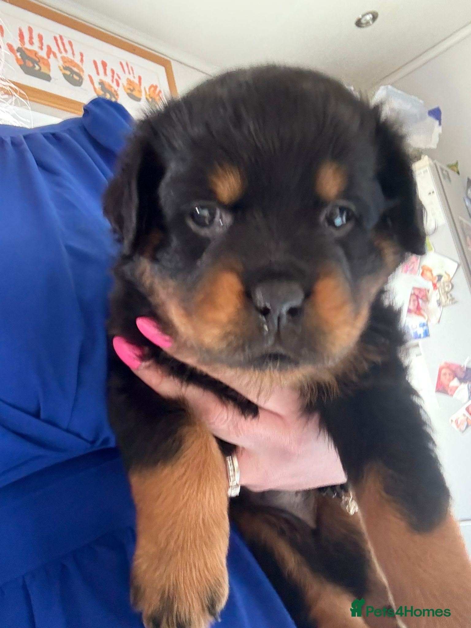 Rottweiler dogs Pedigree Rottweiler puppies - Advert 2