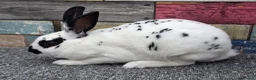 Rex rabbits for sale: Mini rex bucks ready now - Advert 4