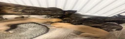 Whippet dogs for sale: Pure WHIPPET PUPPIES - Advert 34