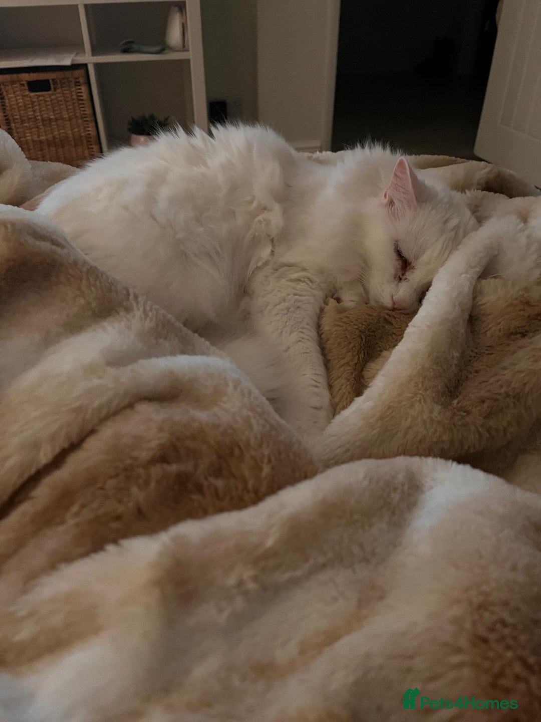 Mixed Breed cats for sale: Milk the moggy - Advert 3