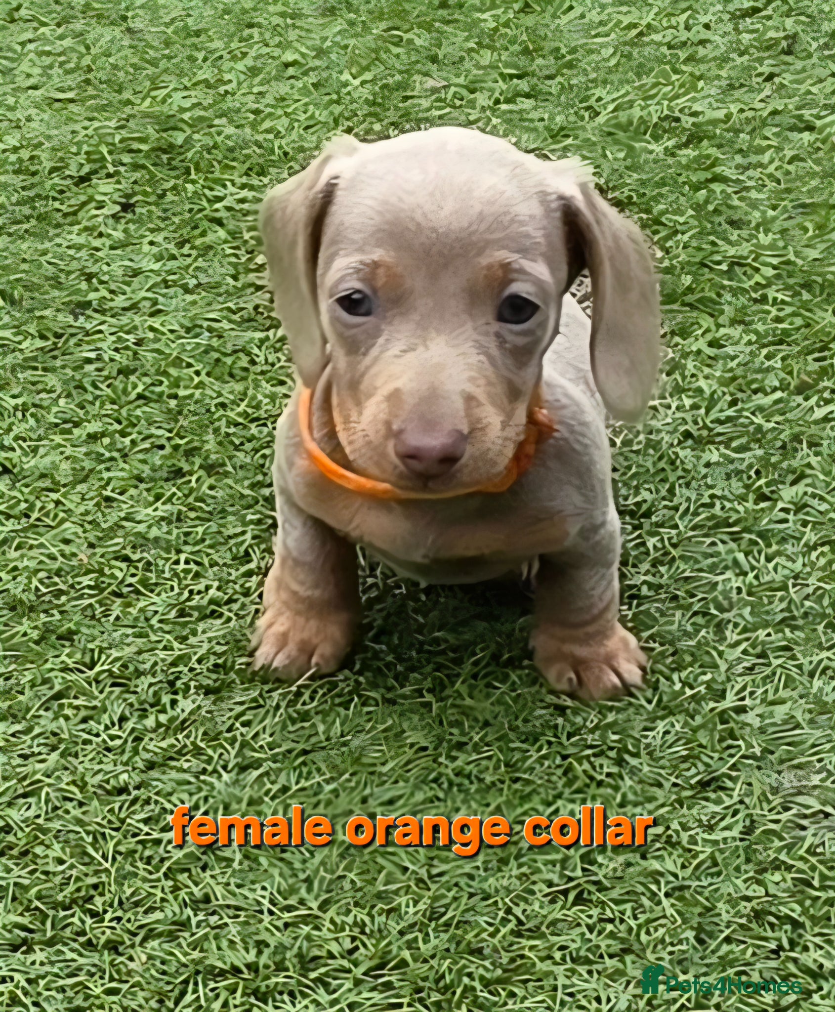 Dachshund dogs READY NOW! Adorable #daschound isabella choc 🐾 - Advert 16