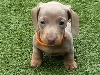 Dachshund dogs READY NOW! Adorable #daschound isabella choc 🐾 - Advert 16