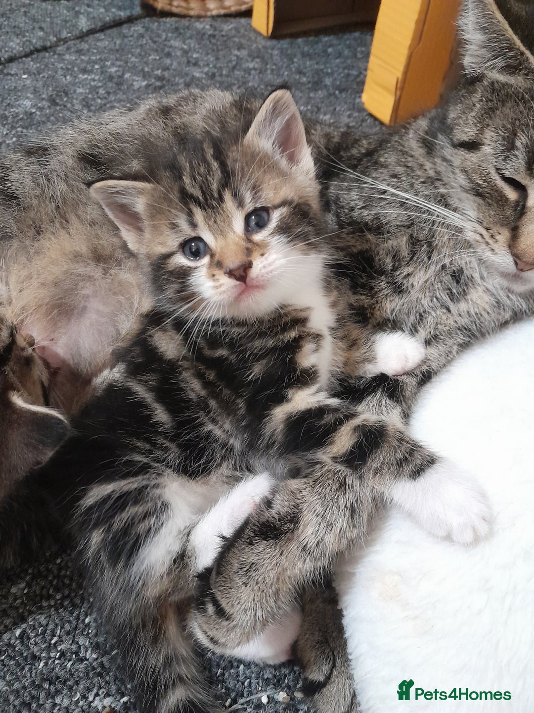 Mixed Breed cats for sale: Playful & cuddly Tabby-Bengal-Mix Kittens £200 - Image 6