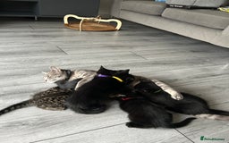 Mixed Breed cats for sale: Adorable kittens for sale  - Image 1