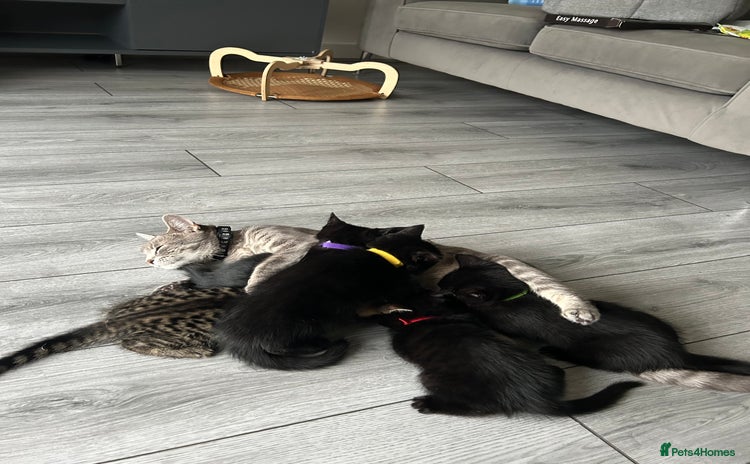 Mixed Breed cats - Advert 3