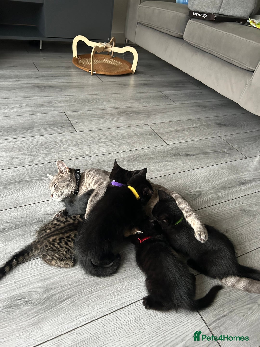 Mixed Breed cats for sale: Adorable kittens for sale  - Image 1