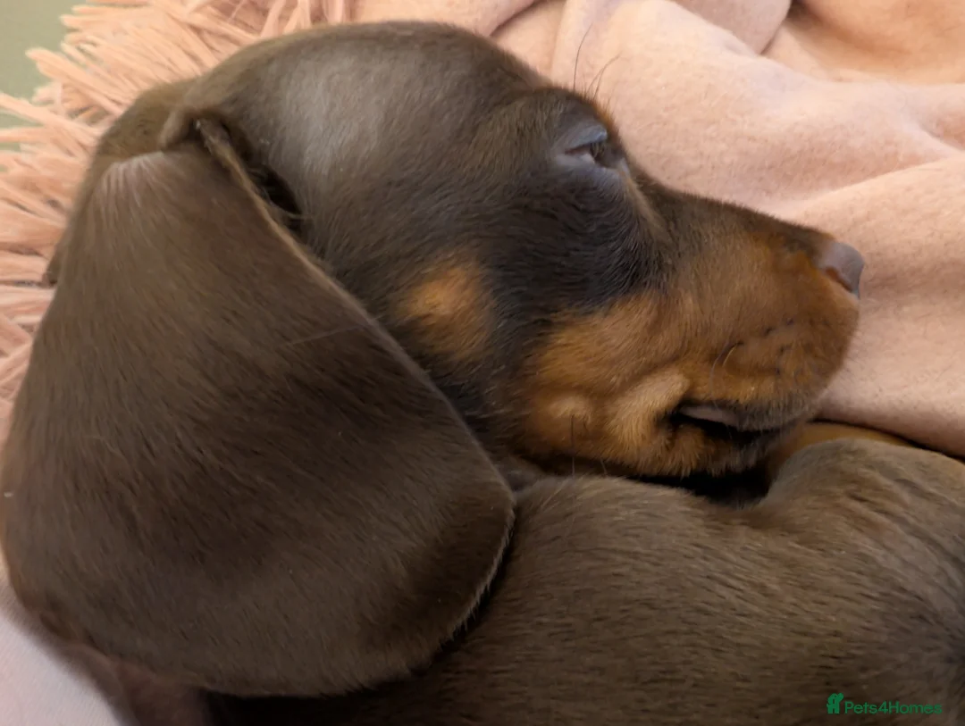 Miniature Dachshund dogs for sale: Miniature Dachshund Ready Now - Advert 31