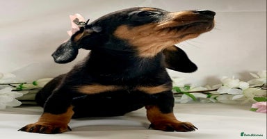 Miniature Dachshund dogs - Advert 2