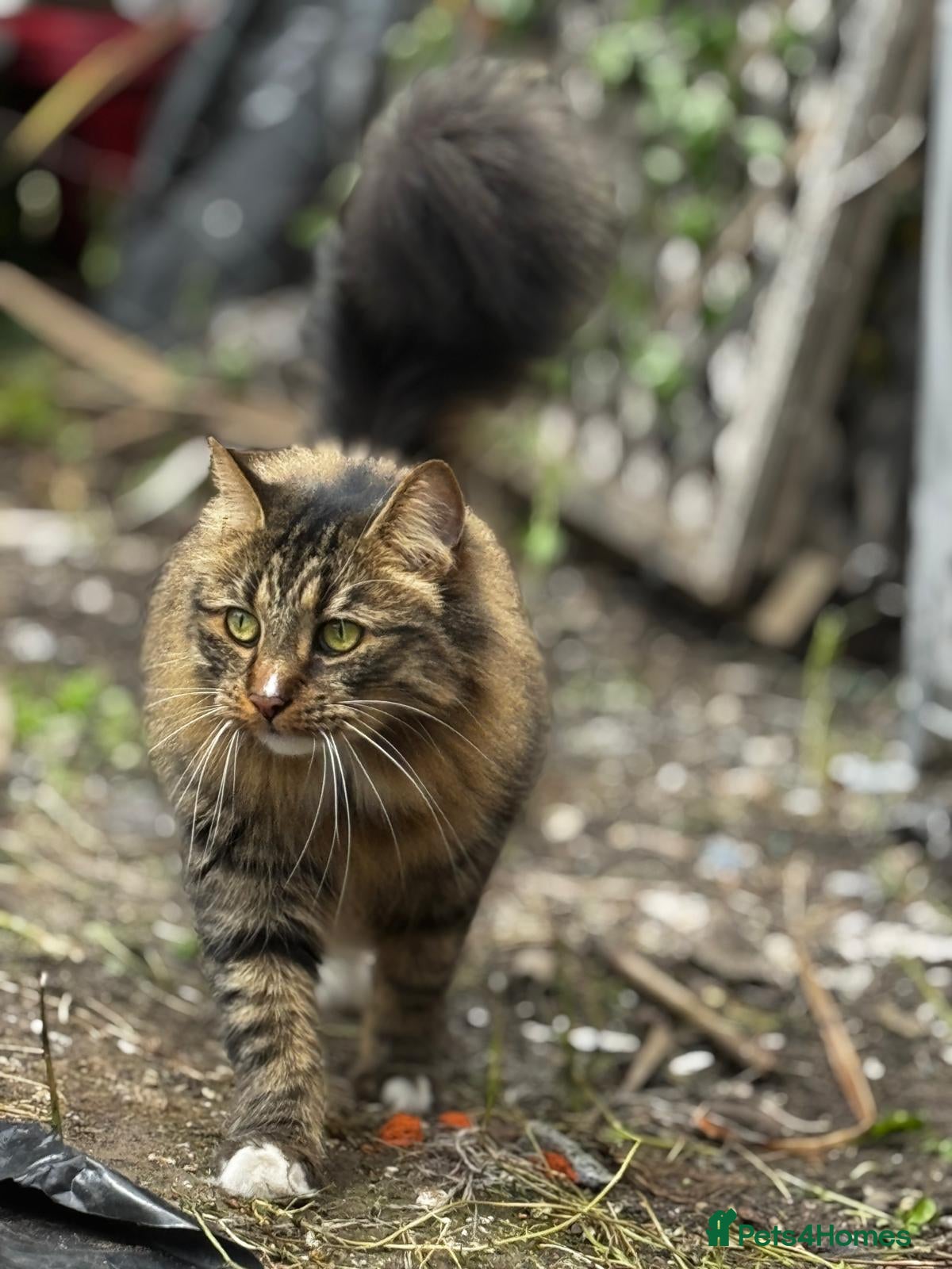British Longhair cats Loving 6 year old male cat - Advert 2