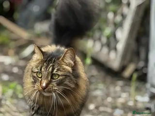 British Longhair cats Loving 6 year old male cat - Advert 2