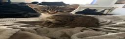 Mixed Breed cats for sale: Kittens looking for a forever home - Advert 13
