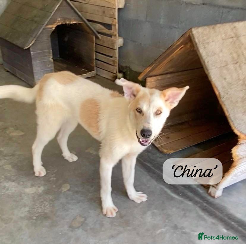 Mixed Breed dogs China. 6 months approx. Available for adoption. - Advert 2