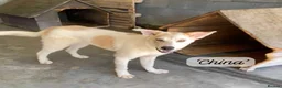 Mixed Breed dogs for adoption: China. 6 months approx. Available for adoption. in Brixham - Advert 1