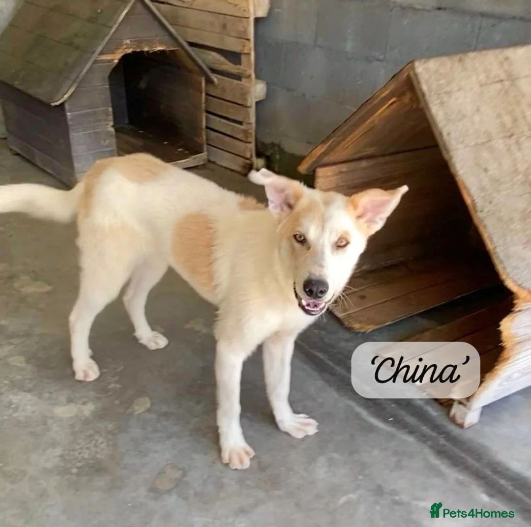 Mixed Breed dogs for adoption: China. 6 months approx. Available for adoption. in Brixham - Advert 1