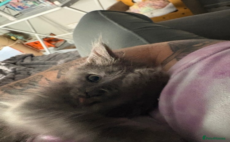 Maine Coon cats - Advert 1
