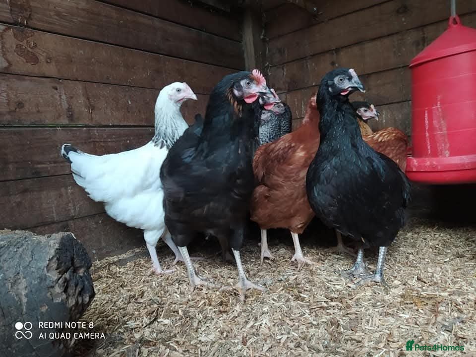 Chickens poultry Various Point of Lay  - Advert 1