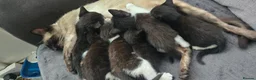 Mixed Breed cats for sale: 🐾GORGEOUS KITTENS READY FOR THEIR FOREVER HOMES🐾 - Advert 6