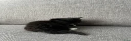 Mixed Breed cats for sale: Gorgeous black kittens - Advert 7