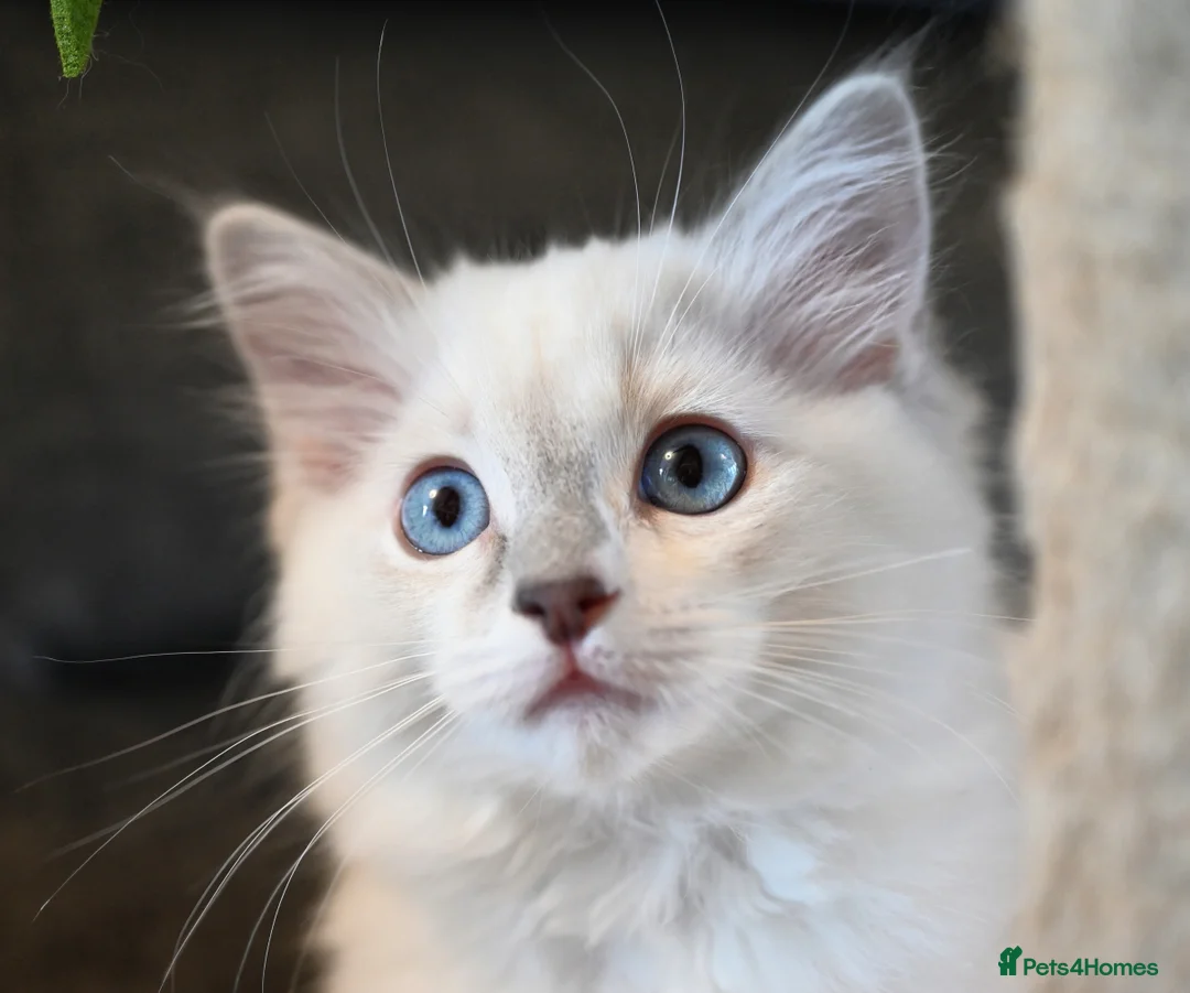 Ragdoll cats for sale: Now ready to leave – Blue Point– TICA Registered - Advert 27