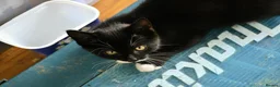 Mixed Breed cats for sale: Playful farm kittens used to people and dogs - Advert 6