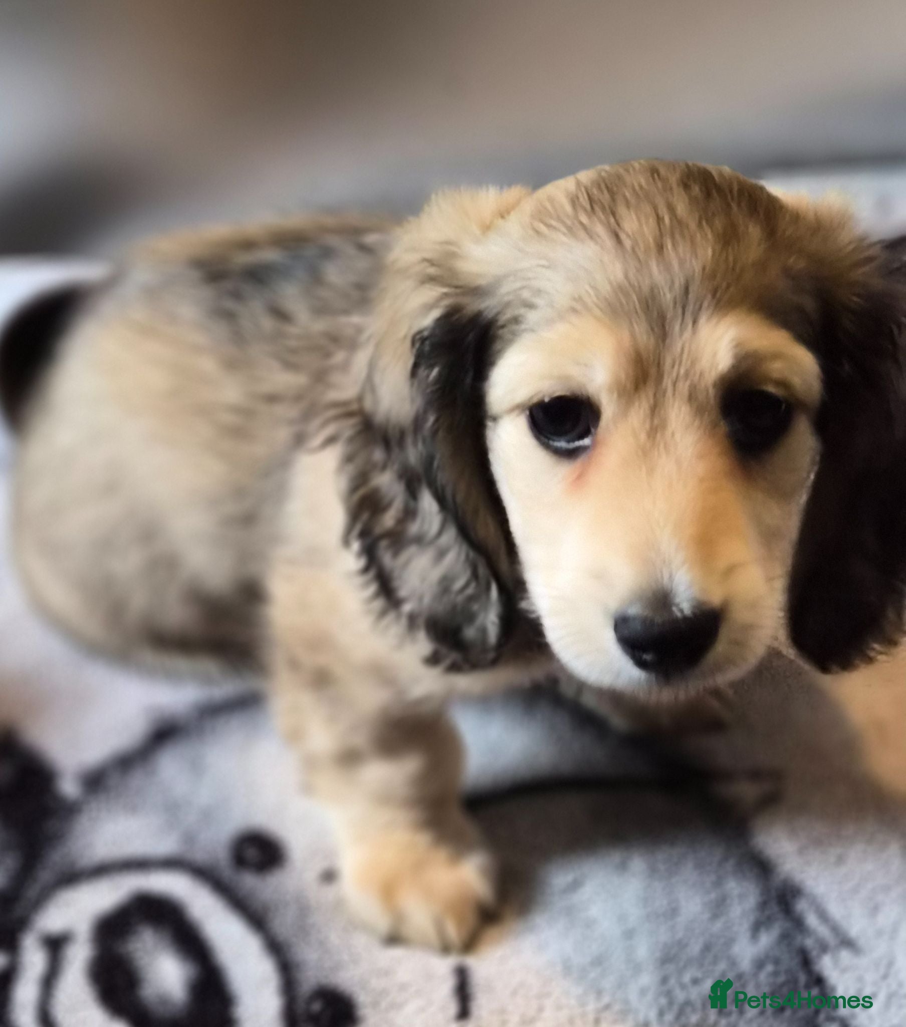 Miniature Dachshund dogs Longhaired Miniature daschund puppies READY NOW!! - Advert 16