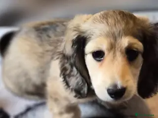 Miniature Dachshund dogs Longhaired Miniature daschund puppies READY NOW!! - Advert 16