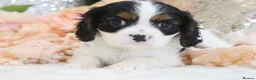 Cavalier King Charles Spaniel dogs for sale: HEALTH TESTED KC Cavalier King Charles Spaniels - Advert 14