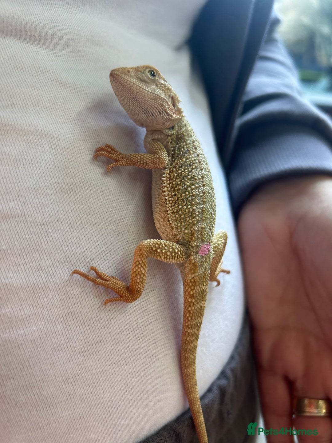 Bearded Dragon reptiles for sale: Bearded Dragons - stunning babies  - Image 18