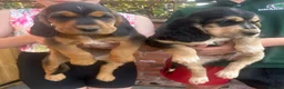 Cockerdor dogs for sale: Beautifully marked Cockerdor puppies - Advert 13