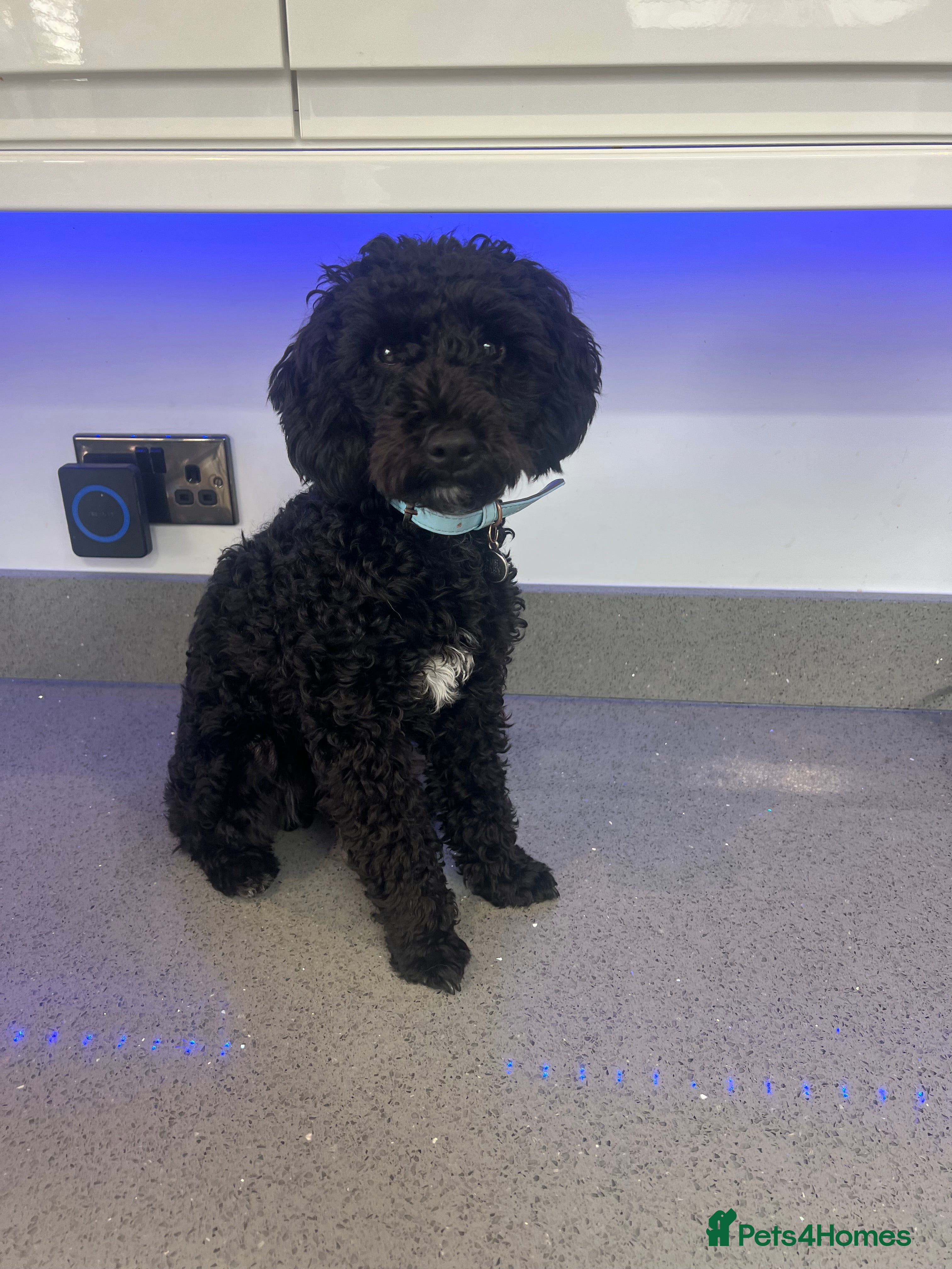 Toy Poodle dogs Stunning proven Stud Available  - Advert 6