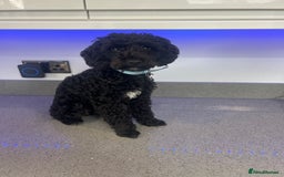 Toy Poodle dogs for stud: Stunning Stud Available  - Image 1