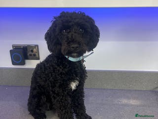 Toy Poodle dogs Stunning proven Stud Available - Advert 8