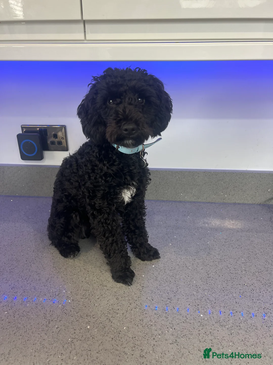 Toy Poodle dogs for stud: Stunning proven Stud Available  - Advert 1