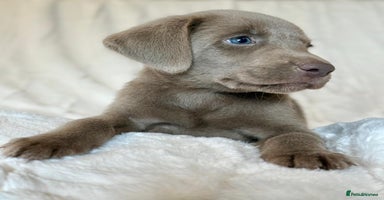Labrador Retriever dogs - Advert 11