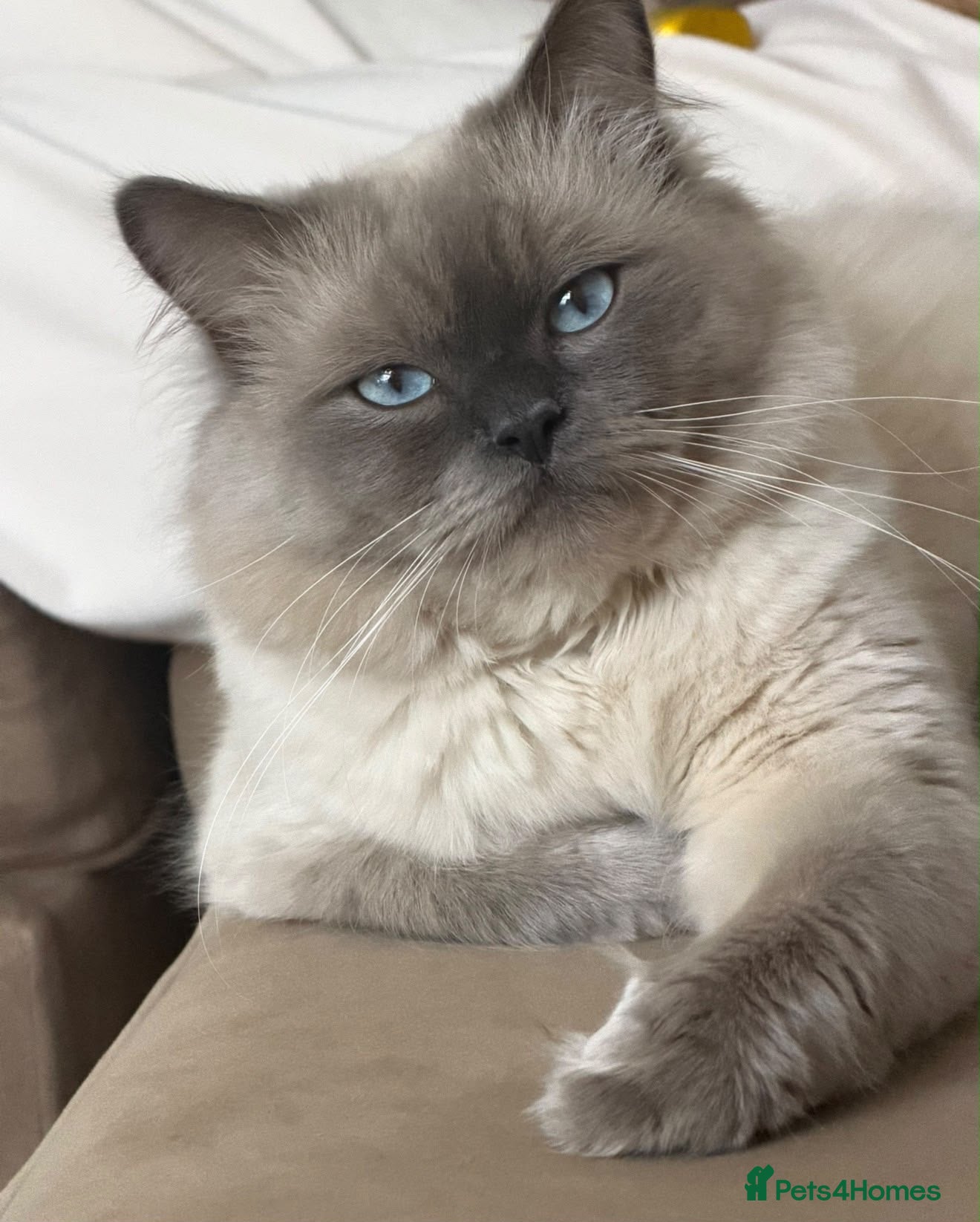 Ragdoll cats 2x brother ragdoll cats  - Advert 1