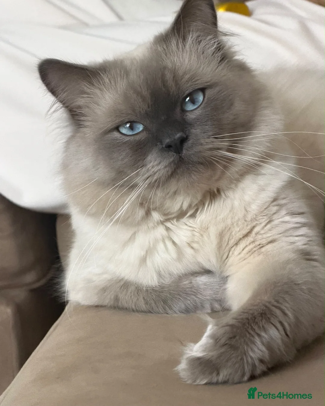Ragdoll cats for sale: 2x brother ragdoll cats  - Advert 1