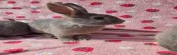 Mixed Breed rabbits for sale: 4 very tame Blue fawn plush mini lop rabbit - Advert 12