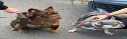 French Bulldog dogs for sale:  Fluffy’s  - Advert 37
