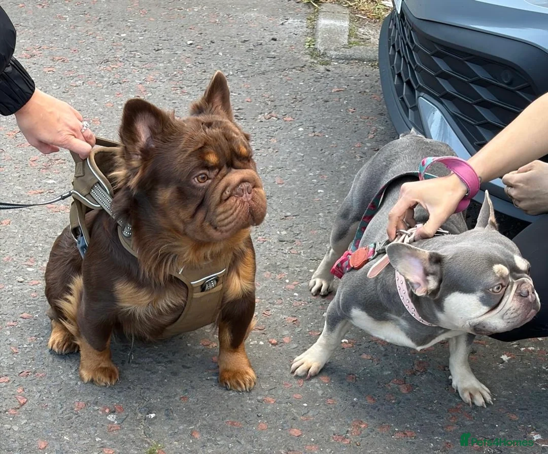 French Bulldog dogs for sale:  Fluffy’s  - Advert 37