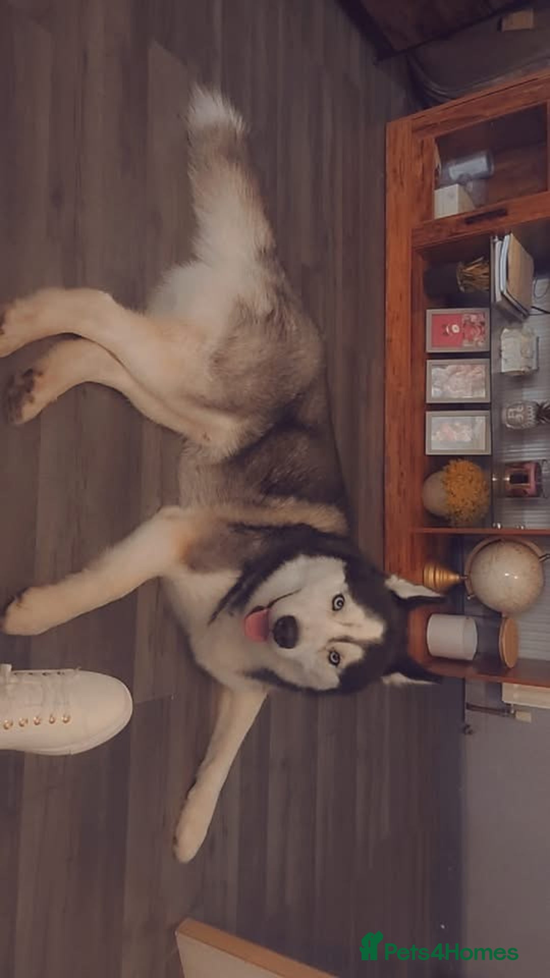 Siberian Husky dogs for sale: Kc Siberian husky - Image 5