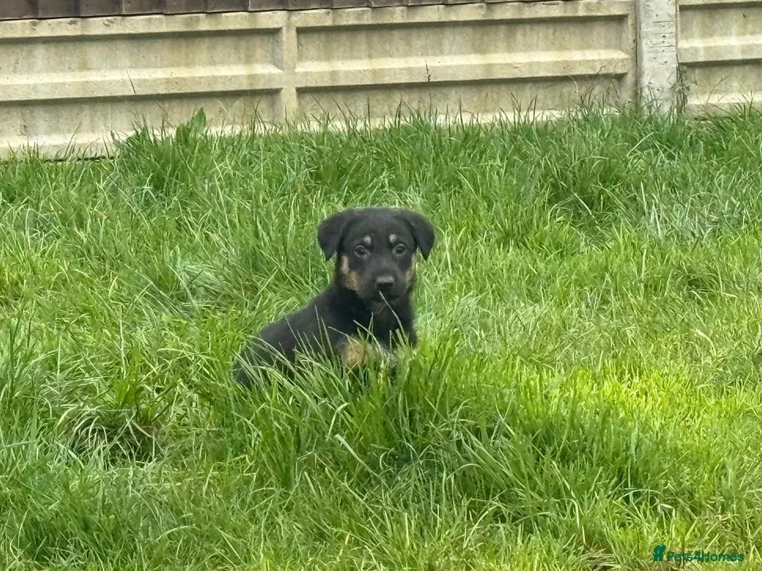 Mixed Breed dogs for sale: Beautiful German Shepard x saluki  - Advert 2