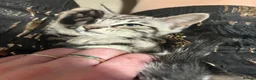 Maine Coon cats for sale: Champion XL Russian Maine coon X GCCF bengal - Advert 4