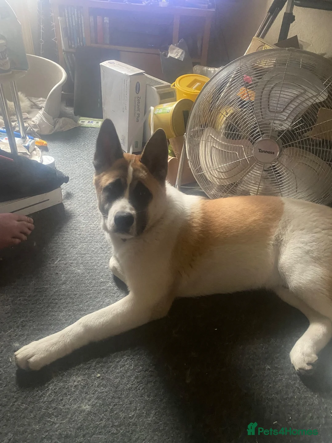 Akita dogs for sale: American Akita  - Advert 1