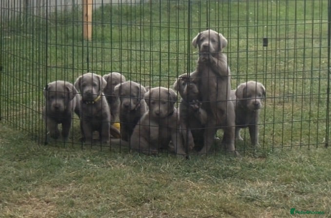 Labrador Retriever dogs Beautiful KC REG Silver Labrador Puppies  - Advert 4