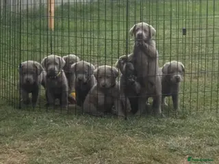 Labrador Retriever dogs Beautiful KC REG Silver Labrador Puppies - Advert 4