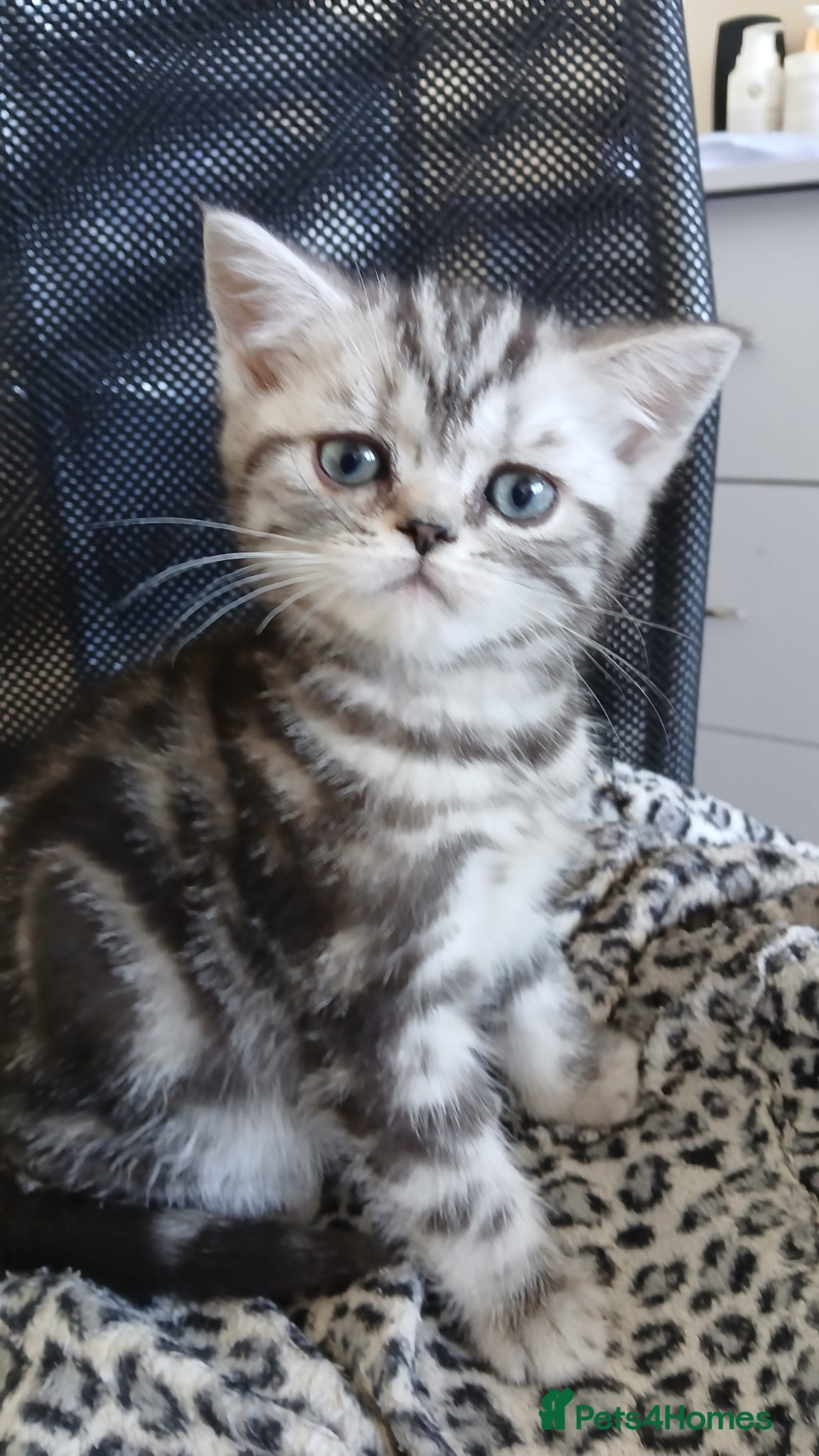 British Shorthair cats Bsh. Silver clasic tabby - Boy. - Advert 7