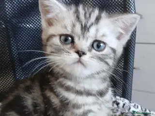 British Shorthair cats Bsh. Silver clasic tabby - Boy. - Advert 7